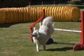 Agility dog jumping Royalty Free Stock Photo