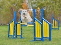 Agility Dog jumping over hurdle Royalty Free Stock Photo