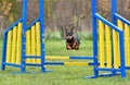 Agility Dog jumping over hurdle Royalty Free Stock Photo