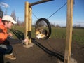 Agility dog sheltie Royalty Free Stock Photo