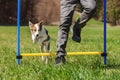 Agility Dog sport training with a puppy dog, jumping over hurdle Royalty Free Stock Photo