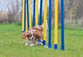 Agility Dog training Royalty Free Stock Photo