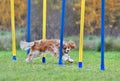 Agility Dog training Royalty Free Stock Photo