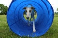 Agility dog in the tunnel Royalty Free Stock Photo