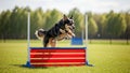 The agility hurdle is blue and red designed for dog training or competitions Royalty Free Stock Photo