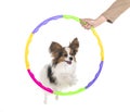 Agility and little dog Royalty Free Stock Photo