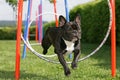 Agility training Royalty Free Stock Photo