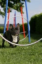 Agility training Royalty Free Stock Photo