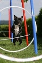 Agility training Royalty Free Stock Photo