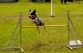 Agility training Royalty Free Stock Photo