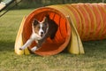 Agility tunnel-2 Royalty Free Stock Photo