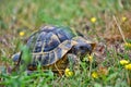 Aging, ancient, animal, baby turtle, background, beach, biology, born, brown, close, closeup, coldblooded, dive hawaii, ecology, e
