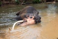 Aging Asian Bull Elephant tusker resting in the river in Pinnawala Sri Lanka Asia Royalty Free Stock Photo