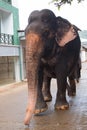 Aging Asian Bull Elephant walking on the street in Pinnawala Sri Lanka Asia