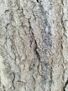 The Aging Bark of the Tree