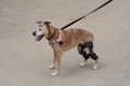 Aging boxer mixed breed dog with knee braces