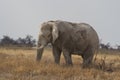 Aging Bull African Elephant Grazing in Etosha National Park, Namibia Royalty Free Stock Photo