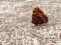 An aging butterfly rests on a patch of concrete - BUTTERFLIES