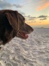 Aging Chocolate Labrador Retriever on the beach watching the sunset