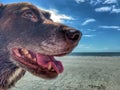 Aging Chocolate Labrador Retriever in on beach wet from swimming in ocean