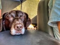 Aging Chocolate Labrador Retriever in car next to arm of owner
