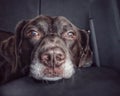 Aging Chocolate Labrador Retriever in car resting head on center console