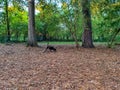 Aging Chocolate Labrador Retriever in exploring forest in Alabama