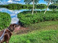 Aging Chocolate Labrador Retriever in prong collar along a river in Florida