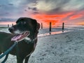 Aging Chocolate Labrador Retriever in prong collar on a white sand beach looking away from an orange sunset
