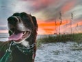 Aging Chocolate Labrador Retriever in prong collar on a white sand beach during an orange sunset
