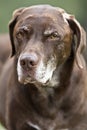Aging Chocolate Labrador, Weimararner Cross breed