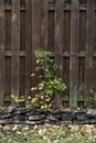 Aging Fence and Weed Royalty Free Stock Photo