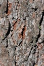 Pinus Lambertiana Bark - San Jacinto Mtns - 061322