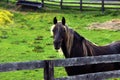 Aging Horse is Put Out to Pasture Royalty Free Stock Photo