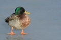 Aging Mallard duck drake Royalty Free Stock Photo