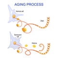 Aging process into cells. chromatin, DNA and histones