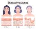 Aging process. Face skin structure changes. cross section diagram.