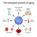 aging process. Frailty Biomarkers Royalty Free Stock Photo