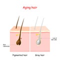 Aging process through gray hair. Pigmanted and gray hair