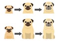 Aging process of Pug