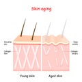 Aging process. skin collagen and wrinkles