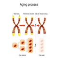 Aging process. Telomeres shorten, and cell division stops