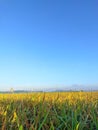 The aging rice fields look yellow with a bright and beautiful blue sky