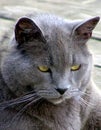 An Aging Russian Blue Cat Royalty Free Stock Photo