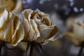 Aging wilting yellow roses in a bouquet Royalty Free Stock Photo