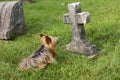 Dog lying down guarding child grave