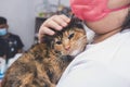 An agitated and anxious cat is comforted by her owner prior to an injection at a veterinary clinic