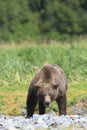 Agitated brown bear boar displaying warning signs Royalty Free Stock Photo