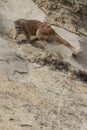 Agitated lion swatting ground with paw Royalty Free Stock Photo