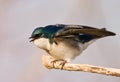 Agitated Tree Swallow